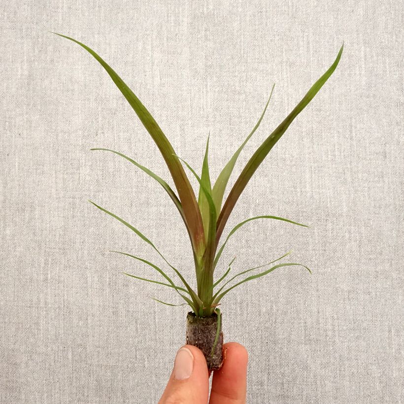 Guzmania Loja - Motte 5 cm x 7 cm Ejemplar entregado en la primavera