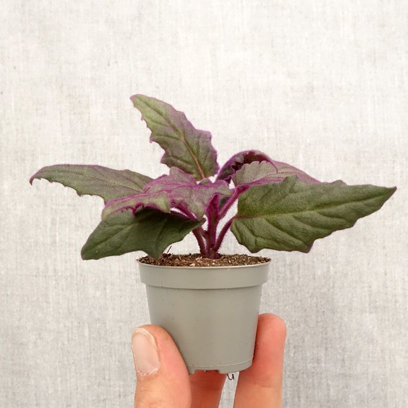 Gynura aurantiaca - Planta terciopelo Mini-plante Ejemplar entregado en la primavera