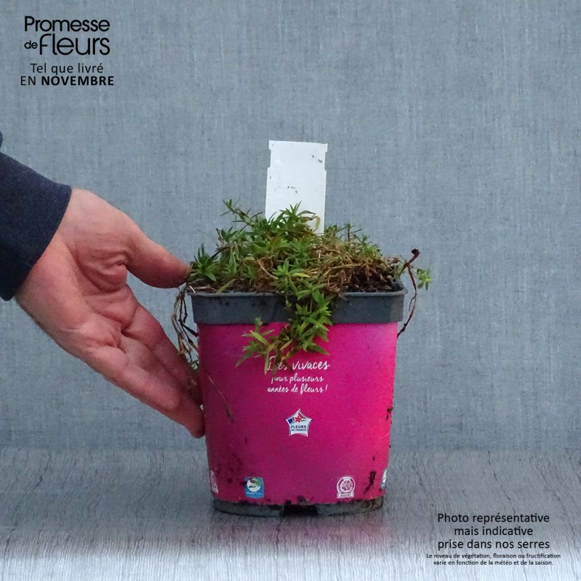 Ejemplar de Gypsophila paniculata Rosenschleier Maceta 2L/3L entregado en otoño