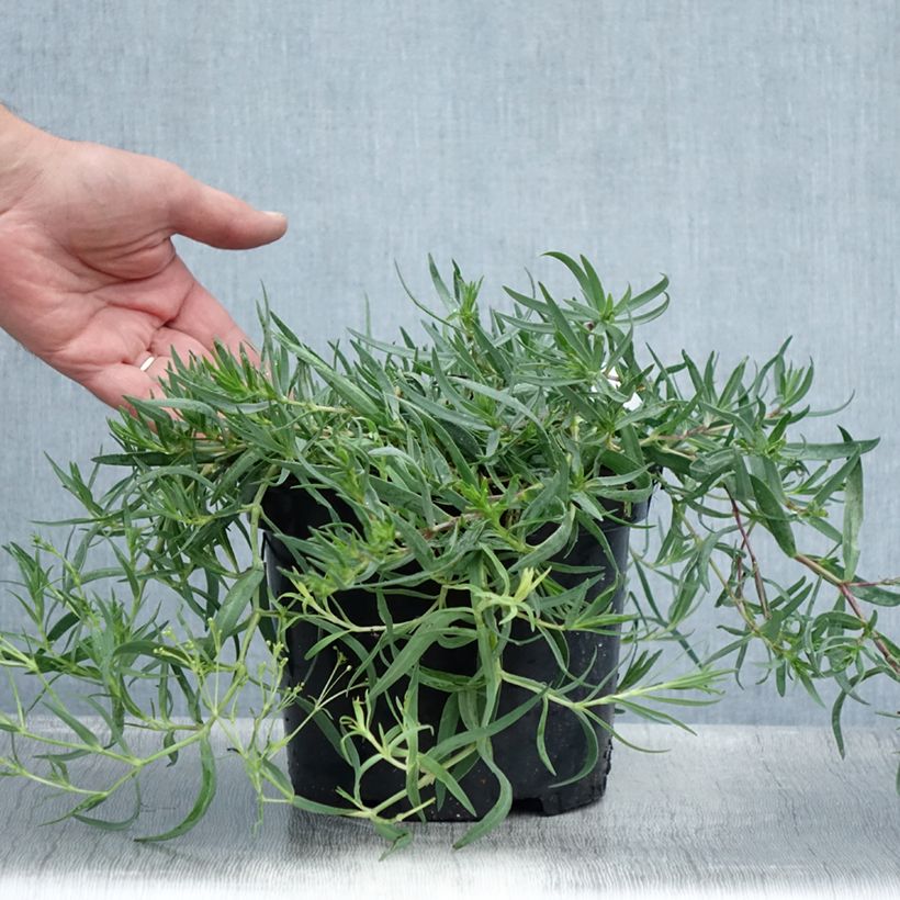 Ejemplar de Gypsophila paniculata Rosenschleier Maceta 2L/3L entregado en verano