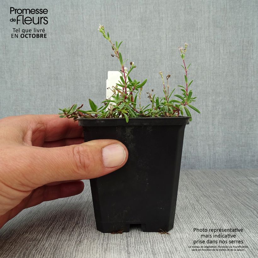 Ejemplar de Gypsophila repens Alba - Aliento de bebé Maceta de 8/9 cm entregado en otoño
