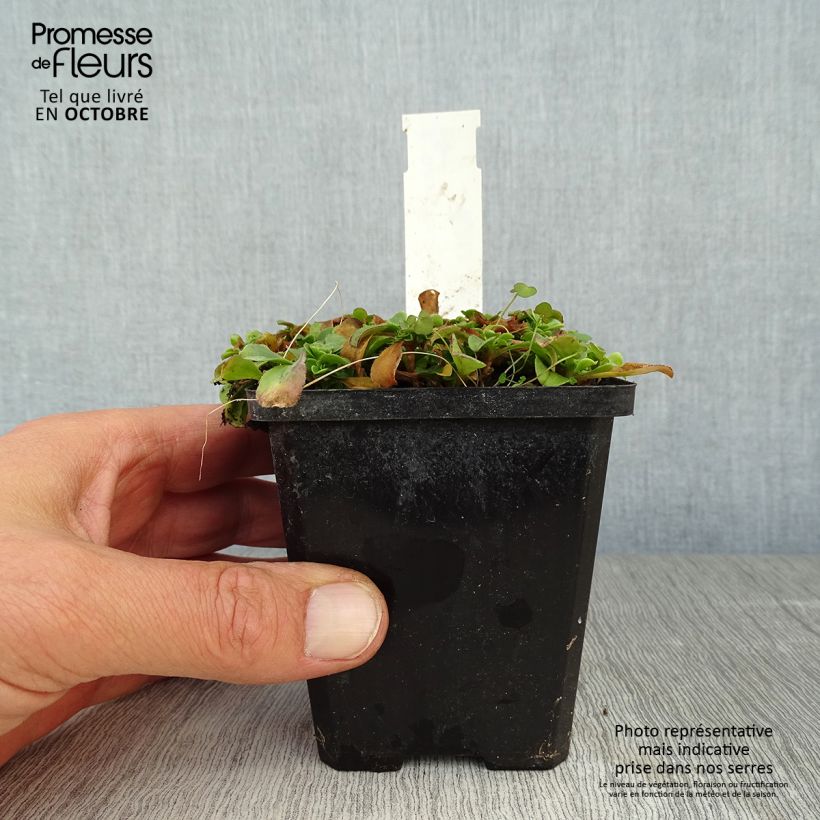 Ejemplar de Gypsophila cerastioides - Gipsófila Maceta de 8/9 cm entregado en otoño