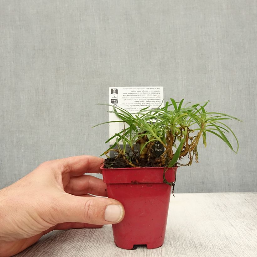 Ejemplar de Gypsophila paniculata White Festival Maceta de 8/9 cm entregado en otoño