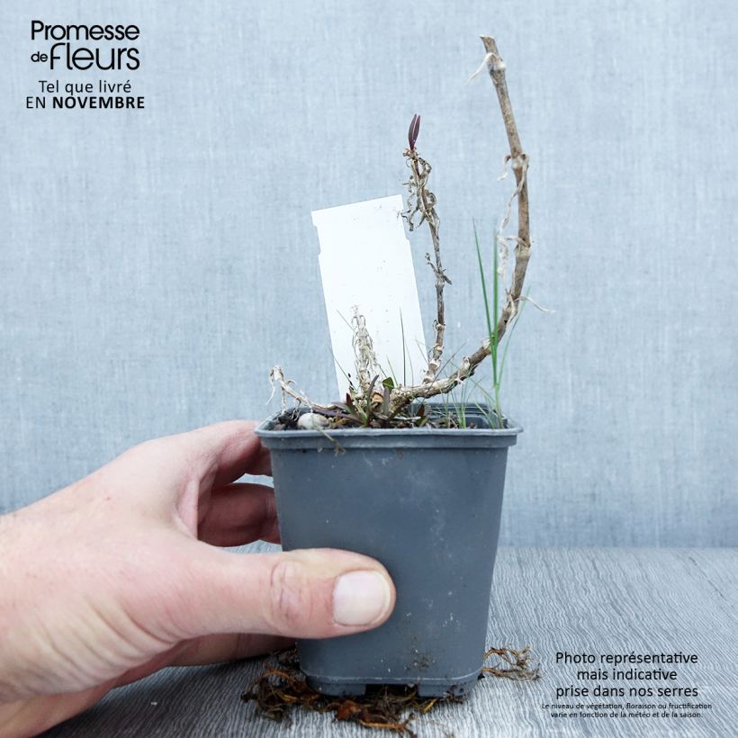 Ejemplar de Gypsophila pacifica - Paniculata Maceta de 8/9 cm entregado en otoño