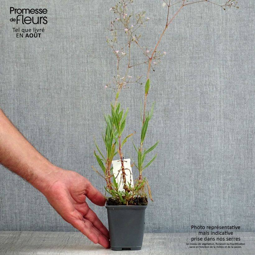 Ejemplar de Gypsophila pacifica - Paniculata Maceta de 8/9 cm entregado en verano