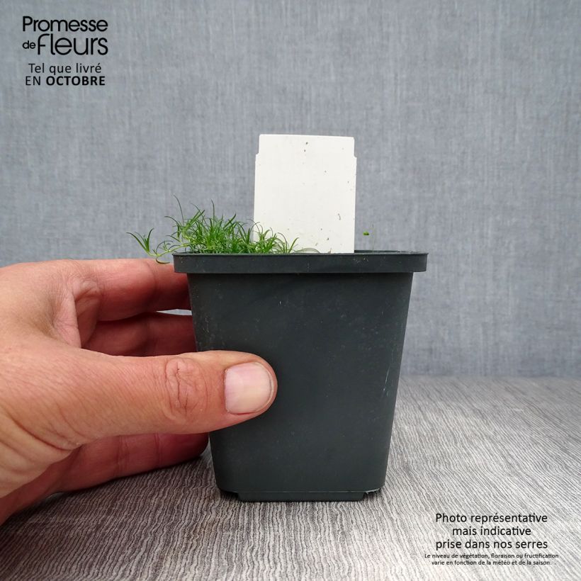 Ejemplar de Gypsophila paniculata Schneeflocke Maceta de 8/9 cm entregado en otoño