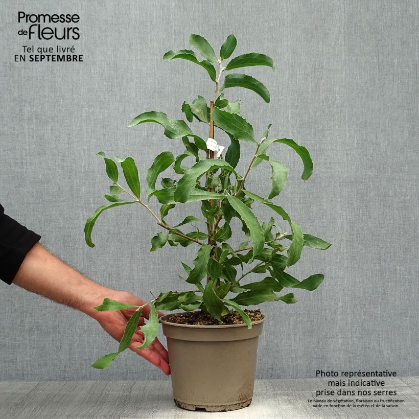 Ejemplar de Hakea victoria Maceta 4L/5L entregado en otoño