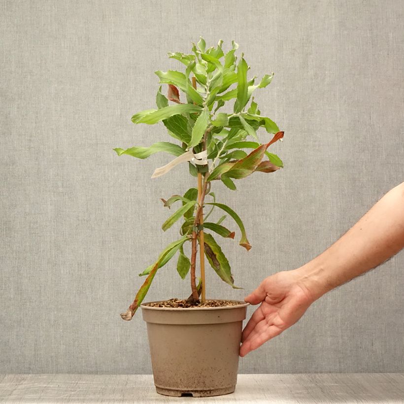 Ejemplar de Hakea victoria - Hakea royal Pot de 4L/5L entregado en verano