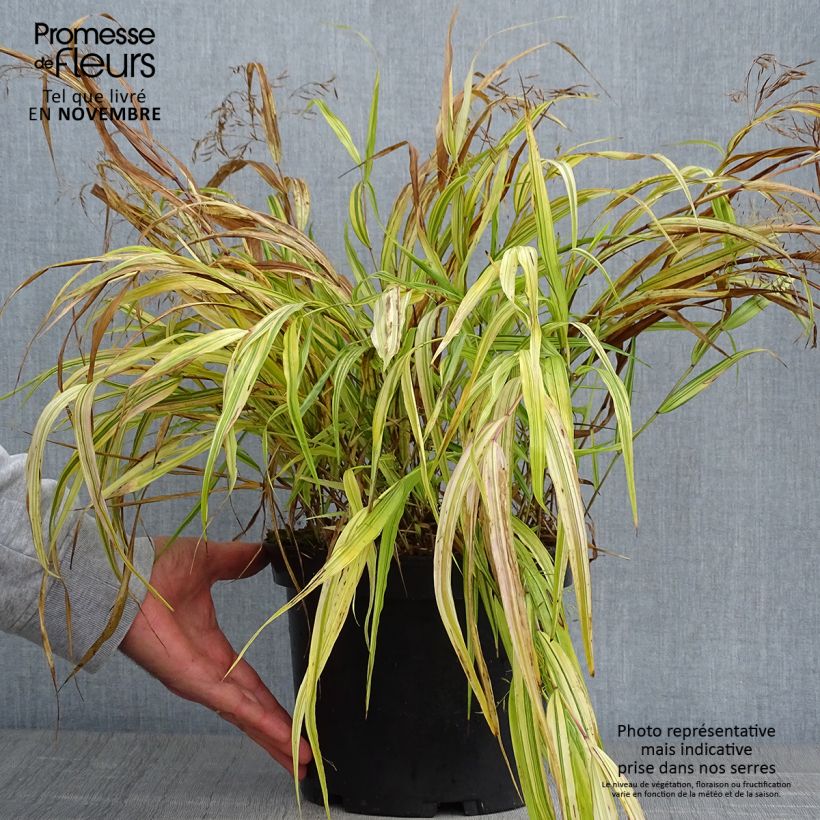 Ejemplar de Hakonechloa macra Aureola Maceta 2L/3L entregado en otoño