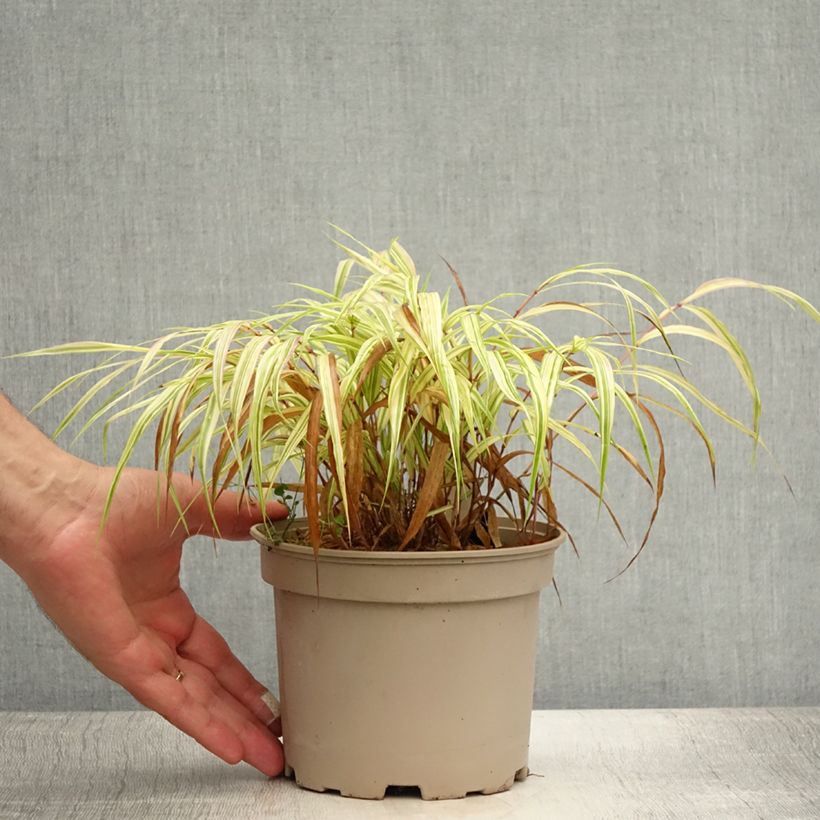 Ejemplar de Hakonechloa macra Aureola Maceta 2L/3L entregado en verano