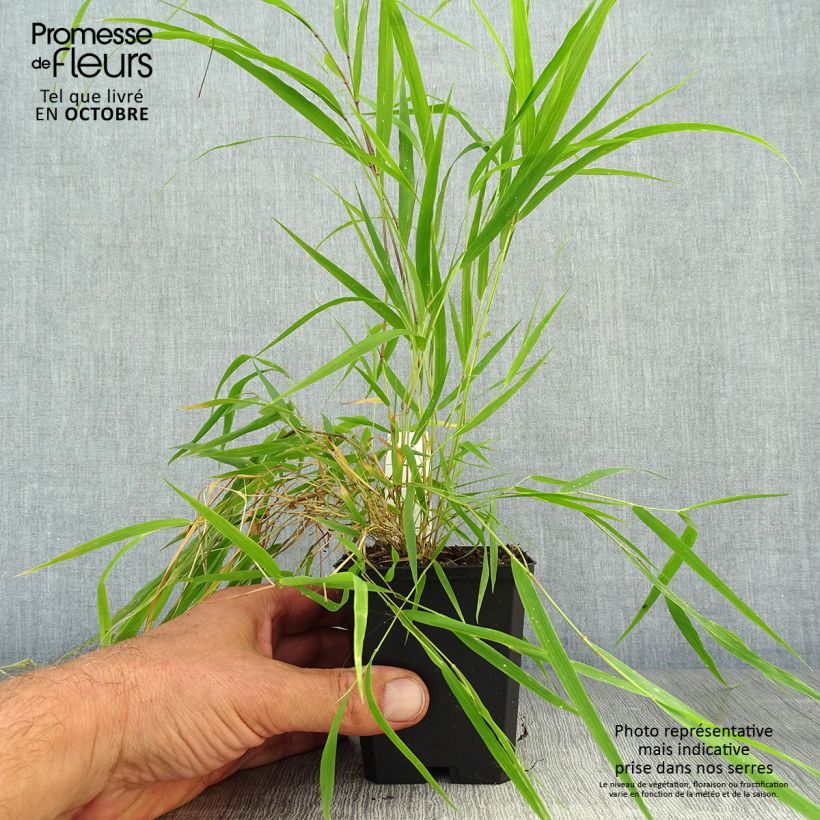 Ejemplar de Hakonechloa macra Beni-Kaze Maceta de 8/9 cm entregado en otoño
