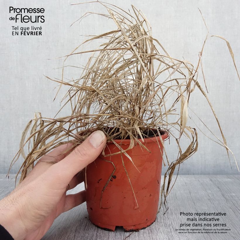 Hakonechloa macra Beni-Kaze Maceta 1L/1,5L Ejemplar entregado en invierno