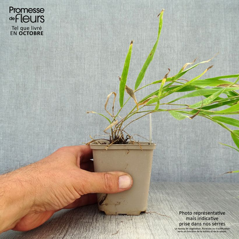 Ejemplar de Hakonechloa macra Sunflare Maceta de 8/9 cm entregado en otoño