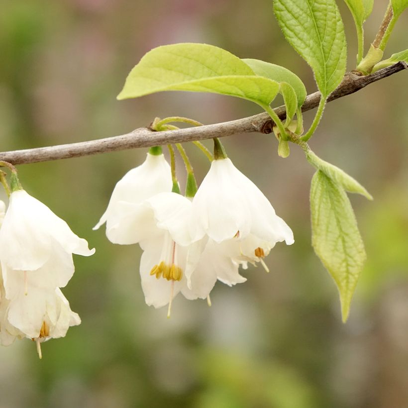 Halesia carolina - Campanillo de Carolina (Floración)