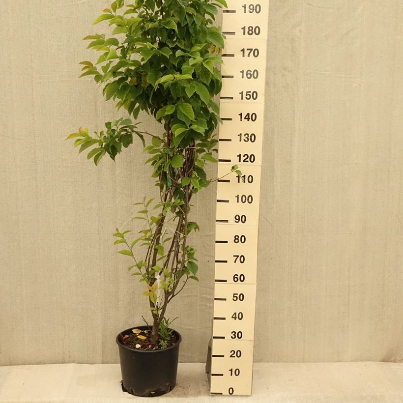Ejemplar de Halesia carolina - Campanillo de Carolina Maceta 18L/20LAltura de entrega aprox. 125/150cm entregado en verano