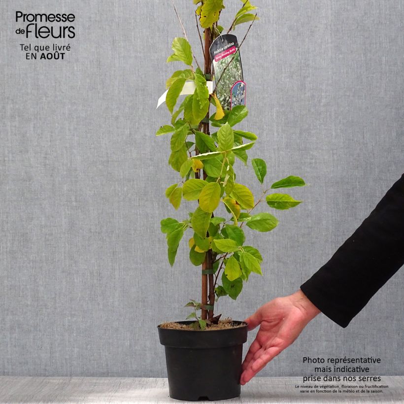 Ejemplar de Halesia carolina U.Conn Maceta 2L/3LAltura de entrega aprox. 40/50cm entregado en verano