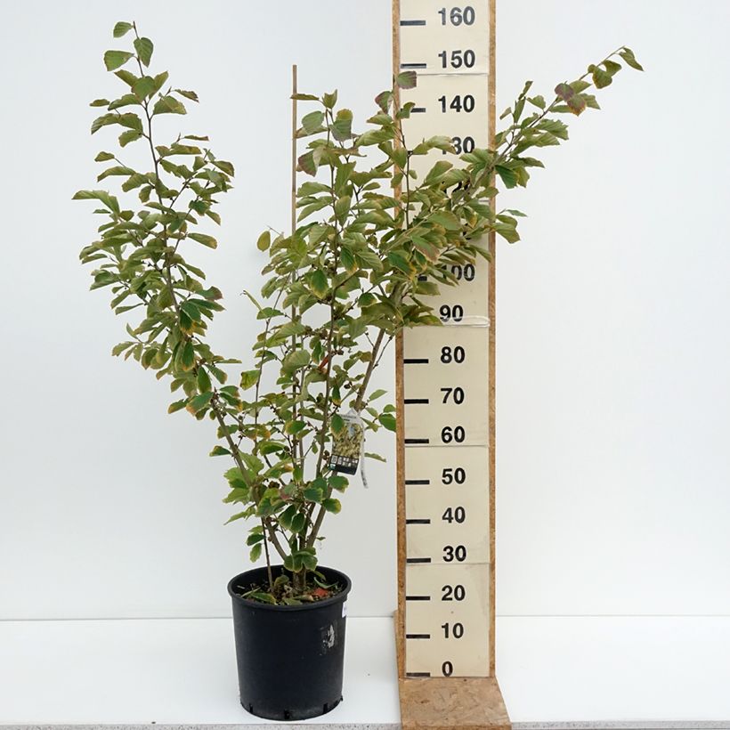 Ejemplar de Hamamelis intermedia Arnold Promise Maceta 18L/20L entregado en verano
