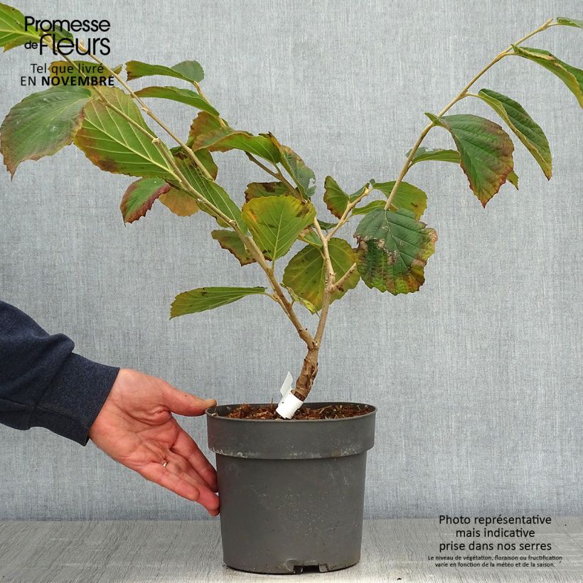 Ejemplar de Hamamelis intermedia Diane Maceta 2L/3L entregado en otoño