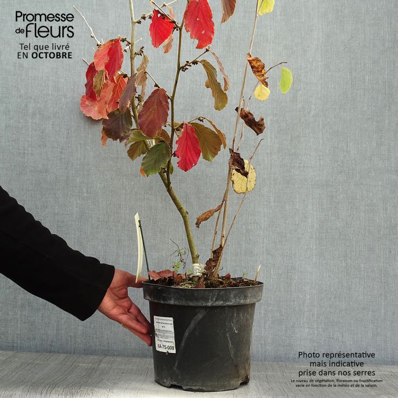 Ejemplar de Hamamelis intermedia Diane Maceta 4L/5L entregado en otoño