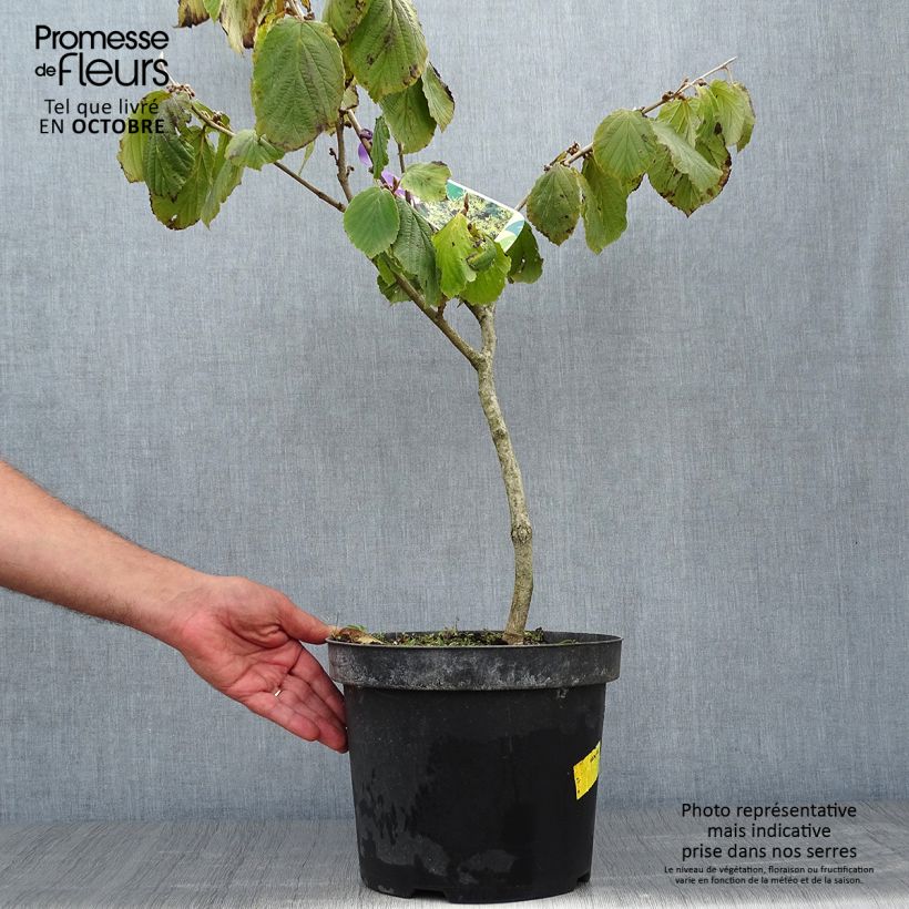 Ejemplar de Hamamelis mollis Pallida Maceta 4L/5L entregado en otoño