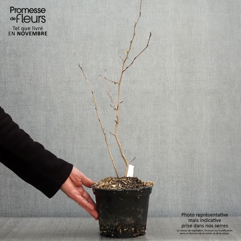 Ejemplar de Hamamelis virginiana Maceta 3L/4L entregado en otoño
