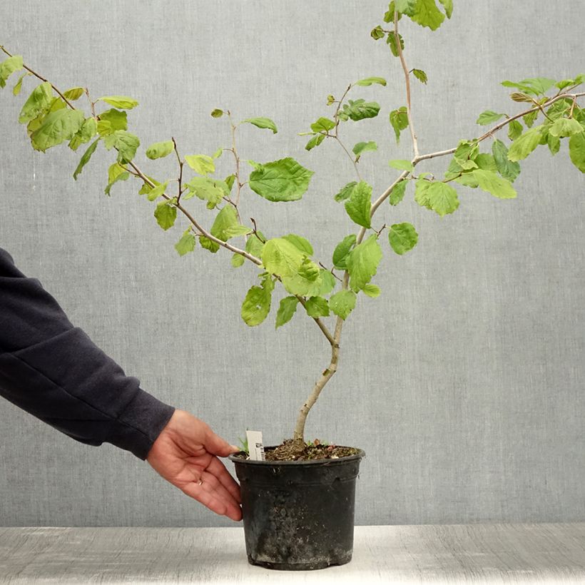 Ejemplar de Hamamelis virginiana - Noisetier de sorcière de Virginie  Pot de 3L/4LHauteur livrée env. 40/60cm entregado en verano