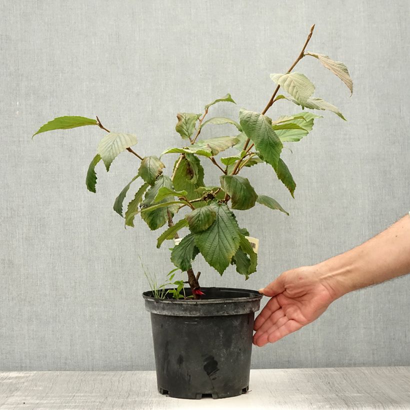 Ejemplar de Hamamelis intermedia Feuerzauber Maceta 4L/5L entregado en verano