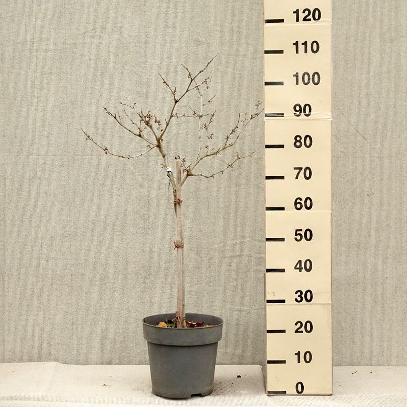 Ejemplar de Hamamelis intermedia Rubin Maceta 7,5L/10L entregado en otoño