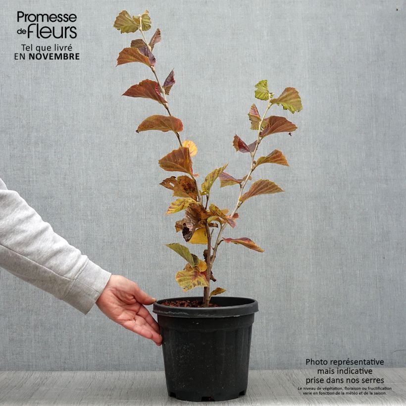 Ejemplar de Hamamelis intermedia Yamina Maceta 4L/5L entregado en otoño