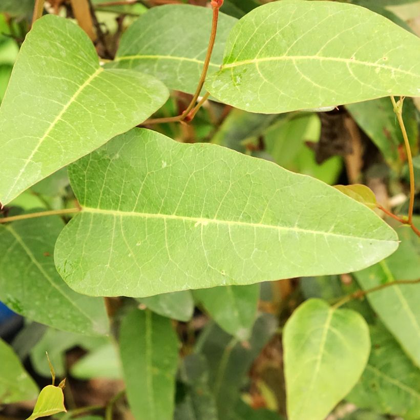 Hardenbergia violacea - Guisante de coral púrpura (Follaje)