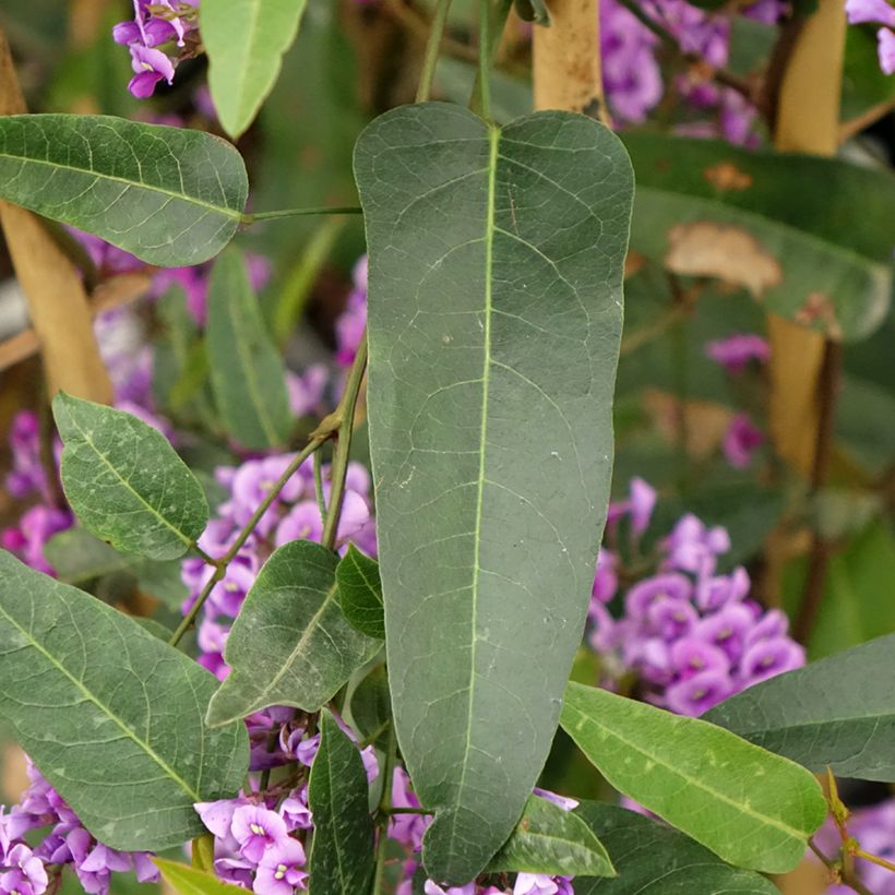 Hardenbergia violacea - Guisante de coral púrpura (Follaje)