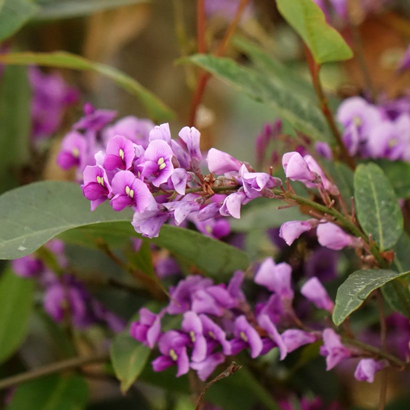 Hardenbergia violacea - Guisante de coral púrpura (Floración)
