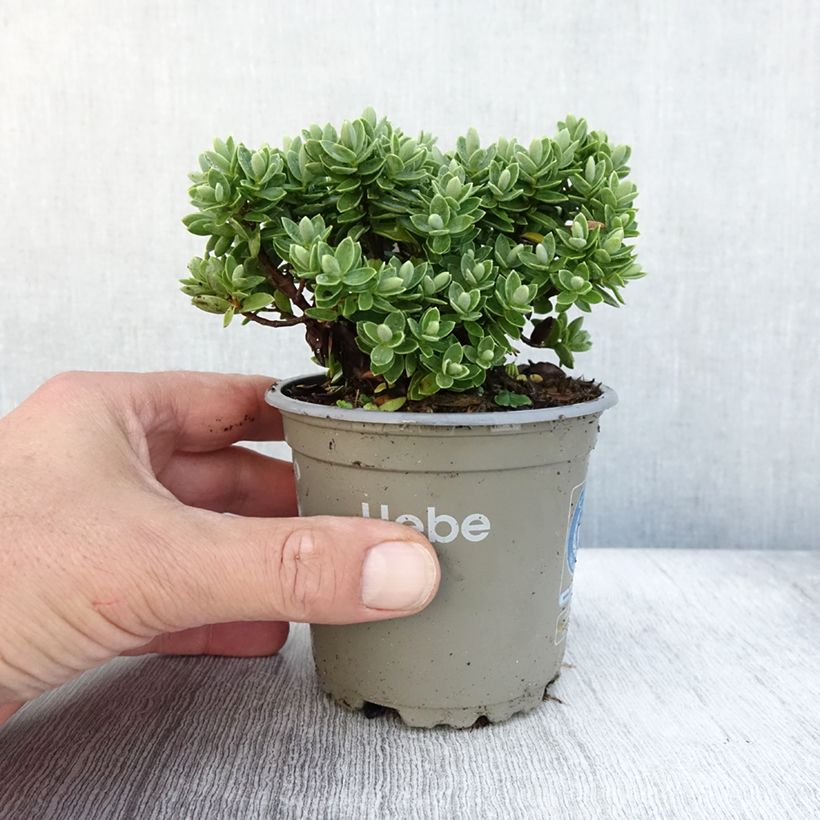Ejemplar de Hebe Cobb Valley Maceta de 10 cm/11 cm entregado en otoño