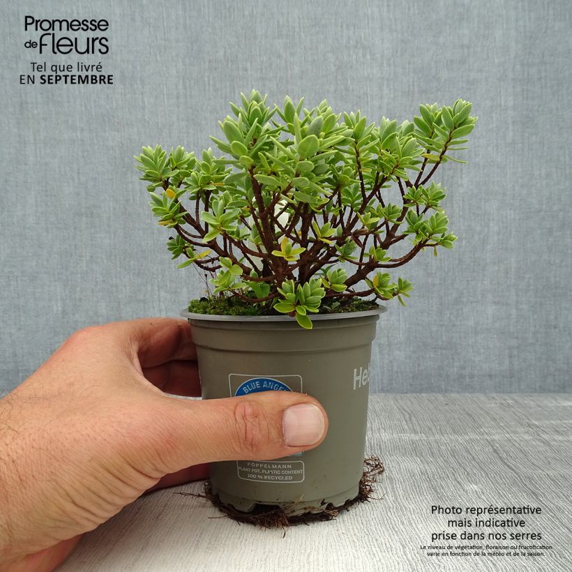 Ejemplar de Hebe Cobb Valley - Véronique arbustive Pot de 10cm entregado en verano