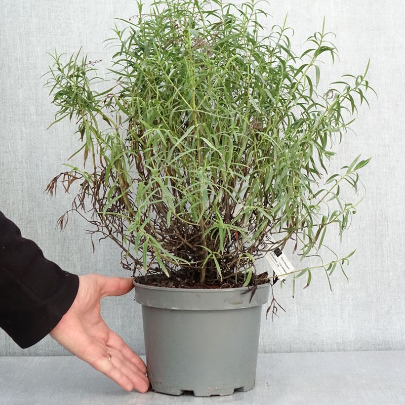 Hebe Kirkii - Véronique arbustive - Pot de 3L/4L Ejemplar entregado en invierno