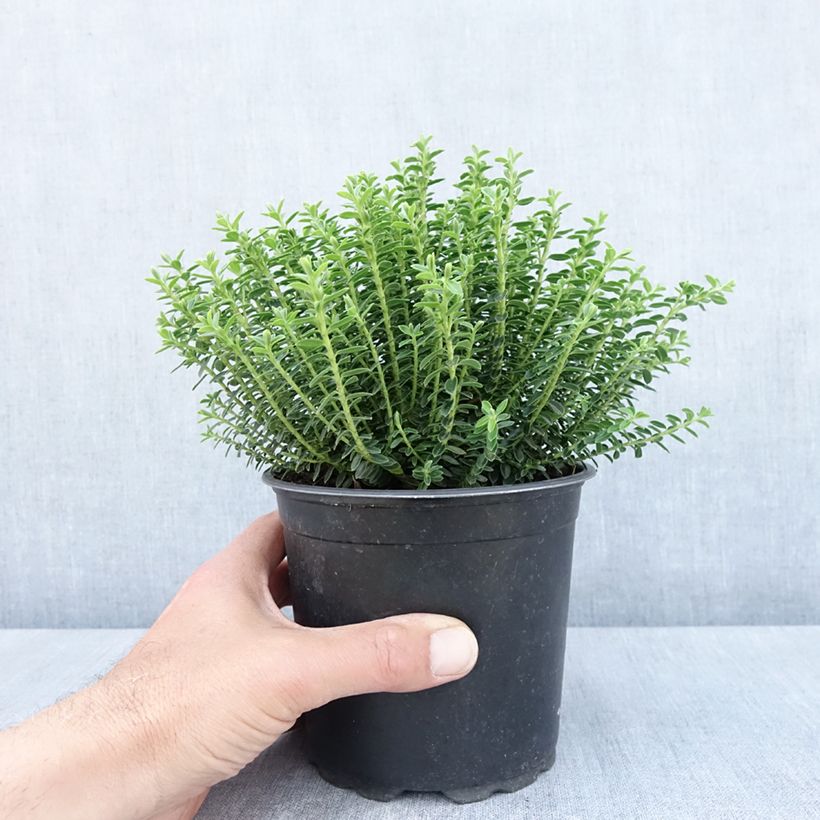 Hebe ochracea - Véronique arbustive Pot de 1.5L/2L Ejemplar entregado en la primavera