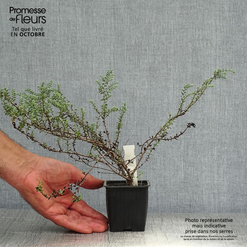 Ejemplar de Hebe pimeleoides Quicksilver Maceta de 8/9 cm entregado en otoño
