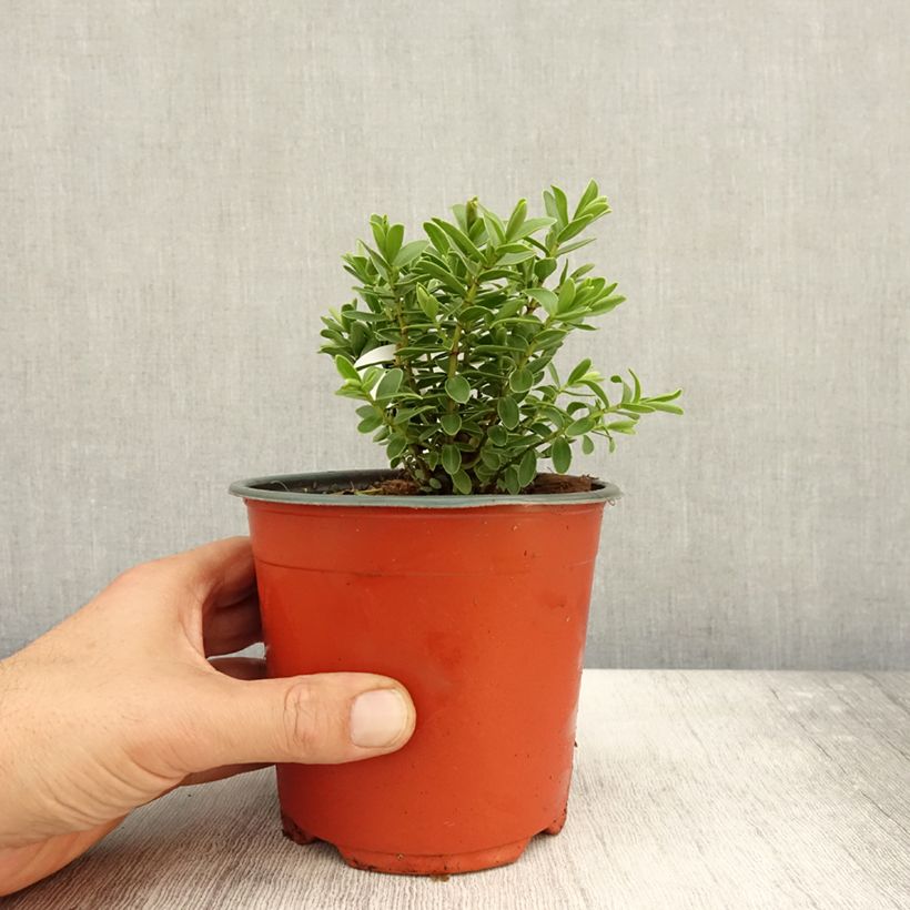 Ejemplar de Hebe rakaiensis Maceta 1,5L/2L entregado en otoño