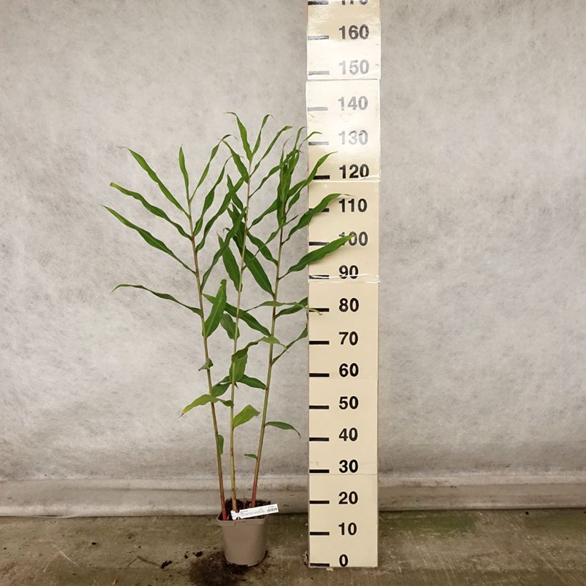 Ejemplar de Hedychium Dixter Maceta 3L/4L entregado en otoño