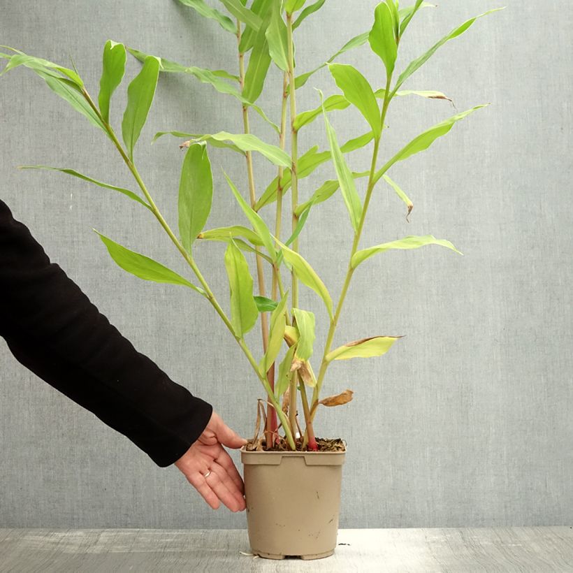 Ejemplar de Hedychium coronarium Elizabeth Maceta 3L/4L entregado en otoño