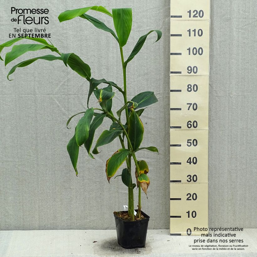 Ejemplar de Hedychium forrestii Maceta 3L/4L entregado en otoño
