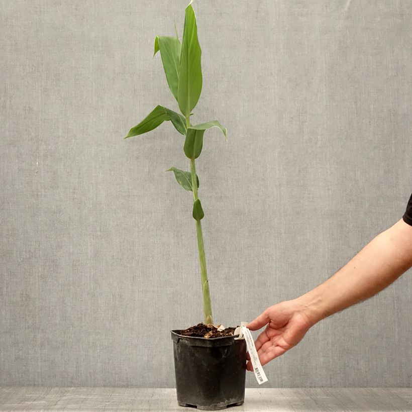 Ejemplar de Hedychium forrestii Pot de 3L/4L entregado en verano