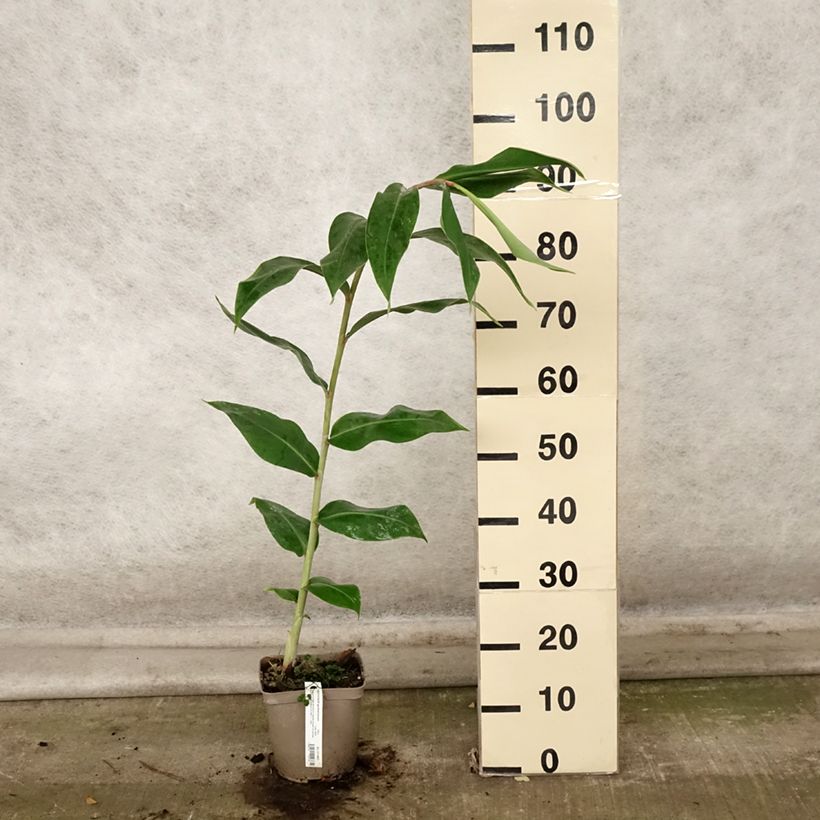 Ejemplar de Jengibre blanco - Hedychium gardnerianum Maceta 2L/3L entregado en otoño