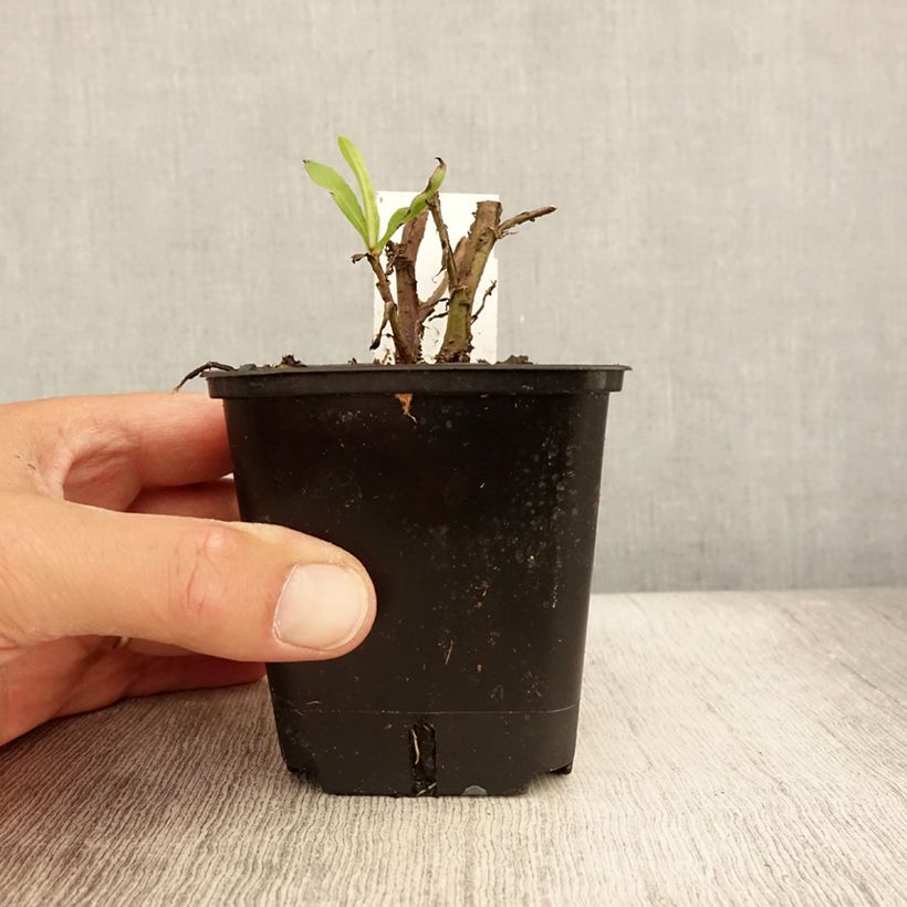 Ejemplar de Helenium automnale Helena Red Shades Maceta de 8/9 cm entregado en verano
