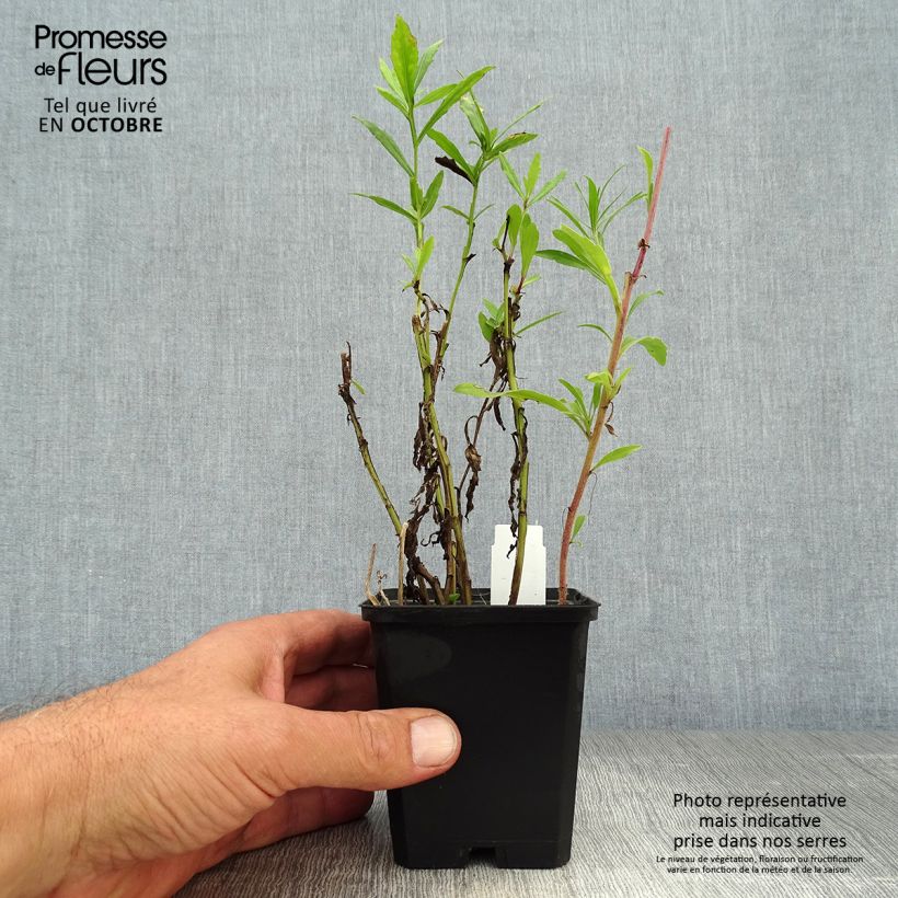 Ejemplar de Helenium Double Trouble Maceta de 8/9 cm entregado en otoño