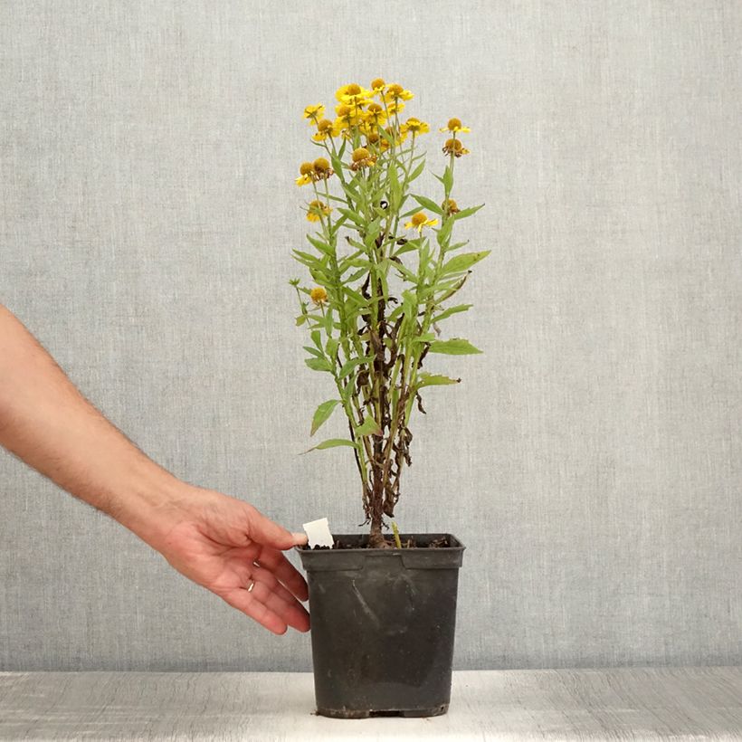 Ejemplar de Helenium Double Trouble Maceta 2L/3L entregado en verano