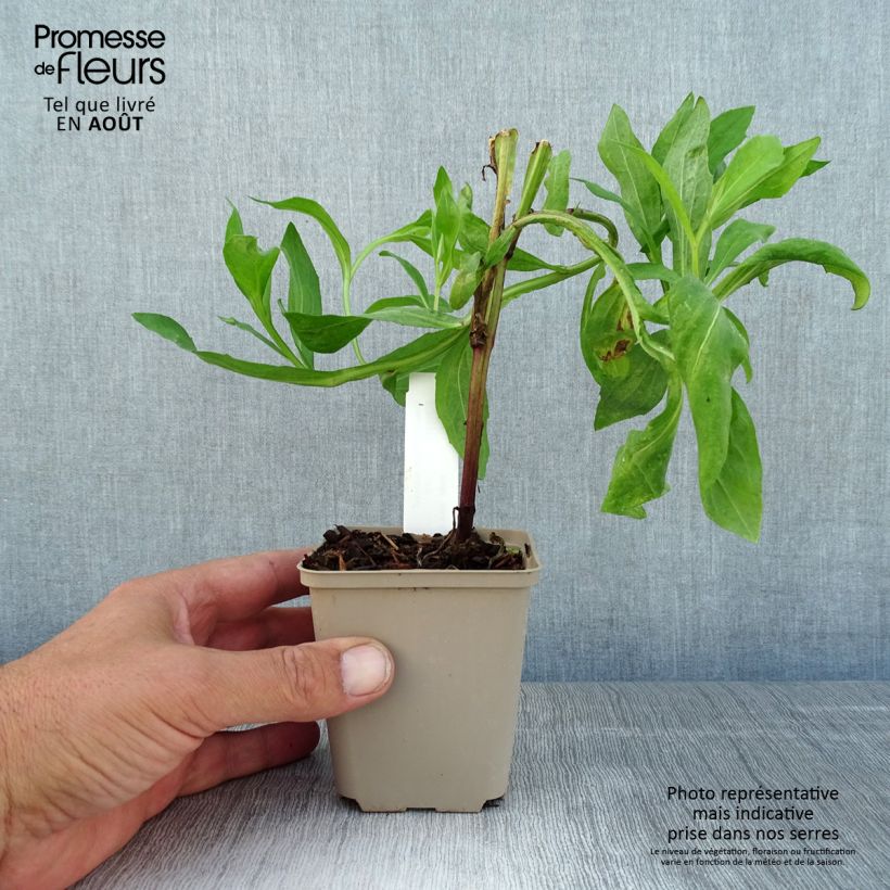Ejemplar de Helenium Kupferswerg Maceta de 8/9 cmAltura de entrega aprox. 10/15cm entregado en verano