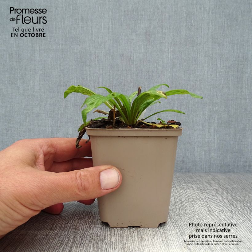 Ejemplar de Helenium Potter's Wheel Maceta de 8/9 cm entregado en otoño