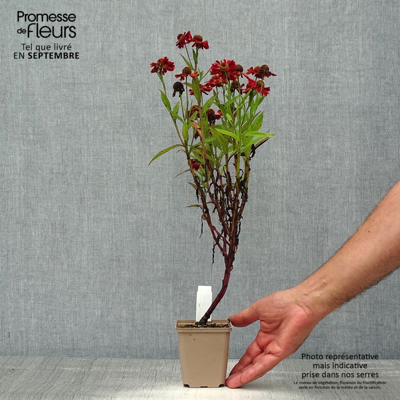 Ejemplar de Helenium automnale Mariachi Ranchera Maceta de 8/9 cm entregado en verano