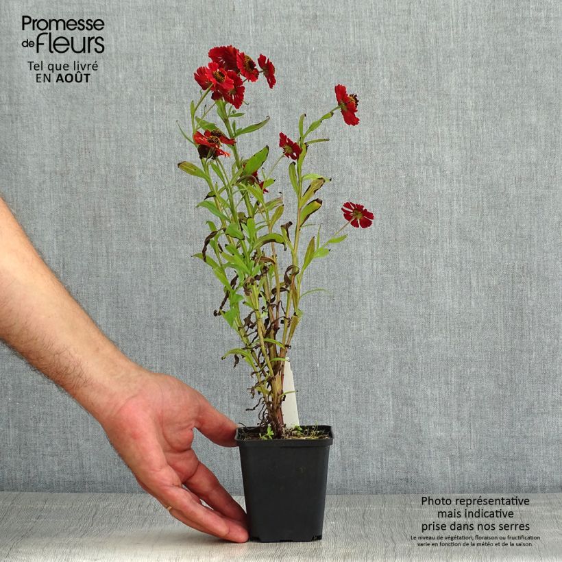 Ejemplar de Helenium Red Jewel - Hélénie hybride Godet de 8/9 cm entregado en verano